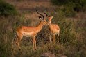 007 Nairobi Nationaal Park